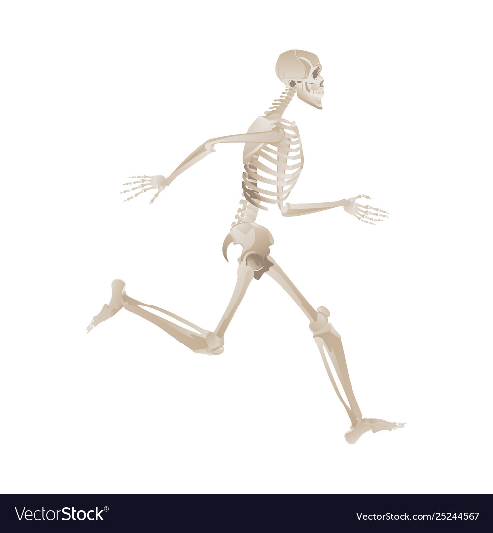 Human skeleton running forward in full motion Vector Image