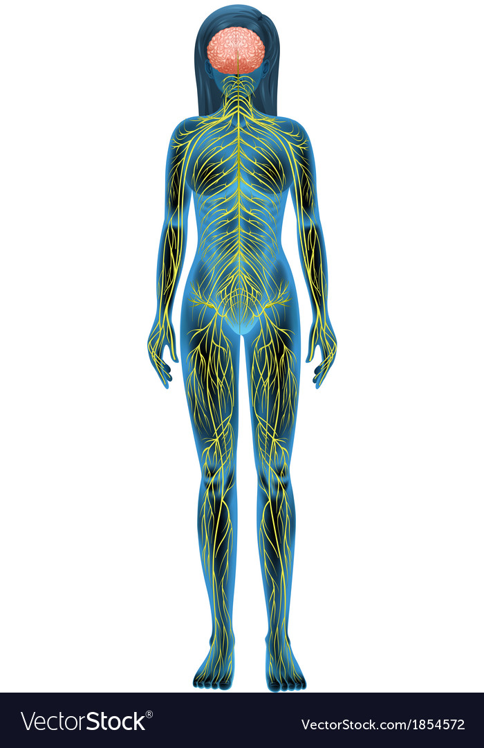 Human nervous system