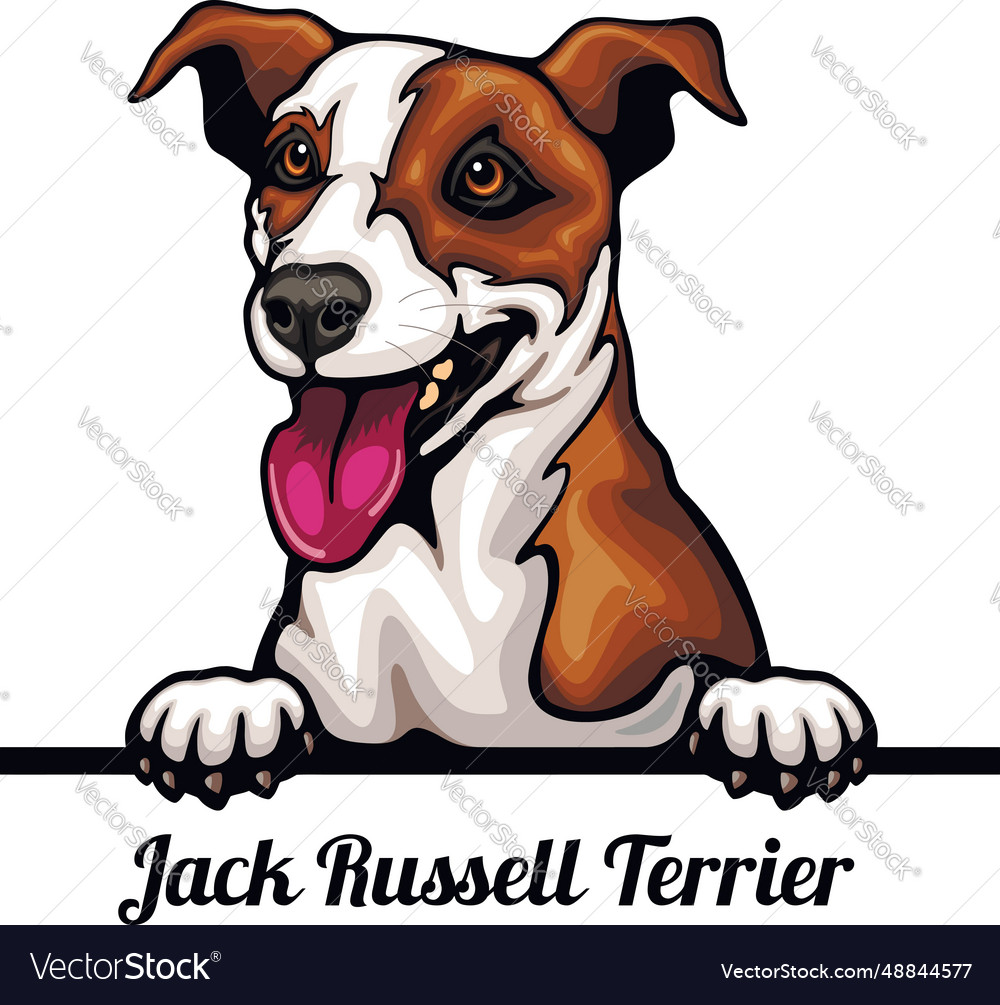 Jack russell terrier - color peeking dogs - breed Vector Image