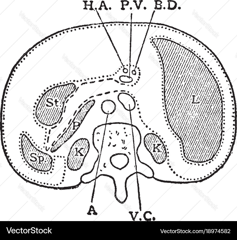 Horizontal section through trunk vintage Vector Image