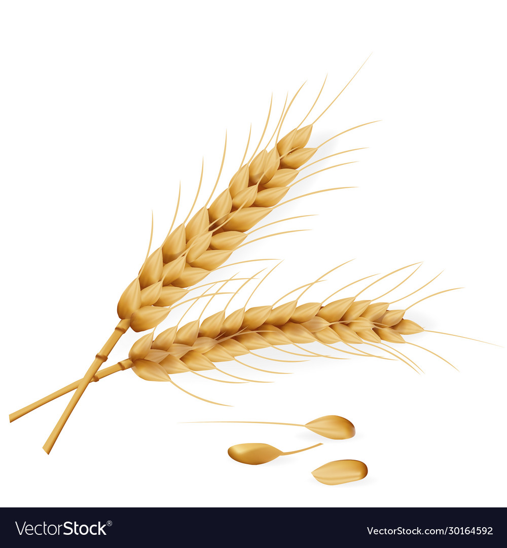 Realistic detailed 3d ear wheat