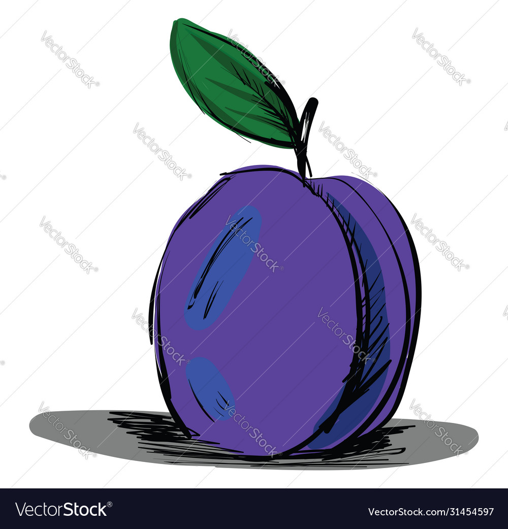 Plum sketch on white background