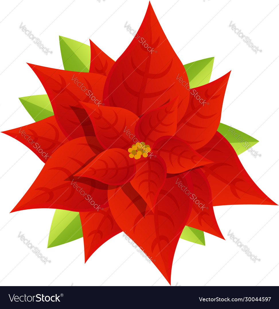 Poinsettia plant icon cartoon style Royalty Free Vector