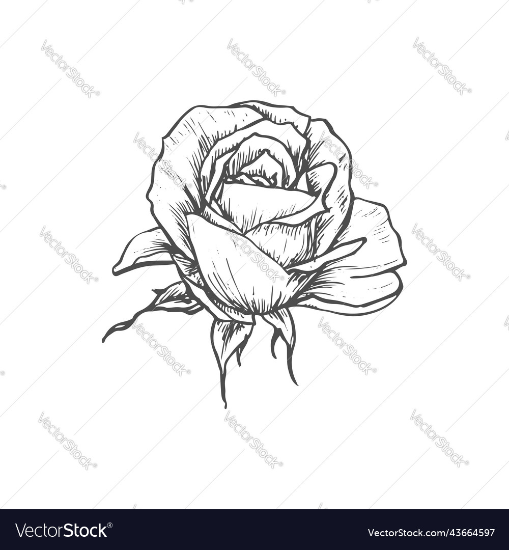 Rose flower isolated sketch blooming bud Vector Image