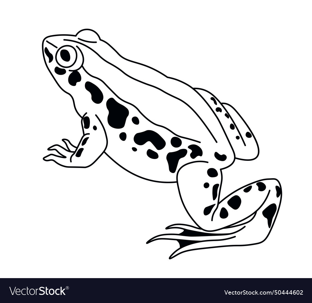 Spotted frog side view perched Royalty Free Vector Image