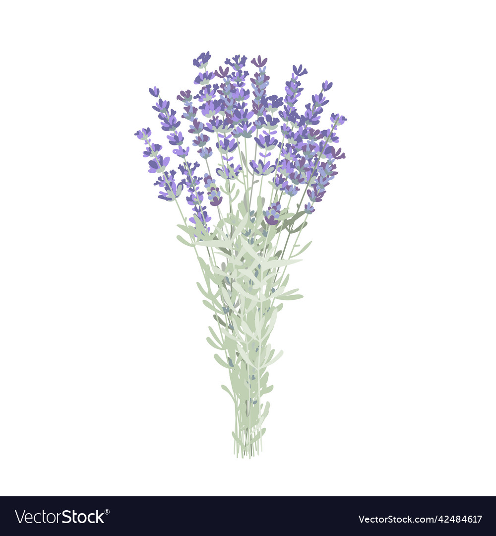 Elegant lavender flowers bunch bouquet