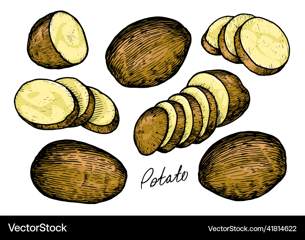 Raw potatoes set with whole root crops and sliced Vector Image