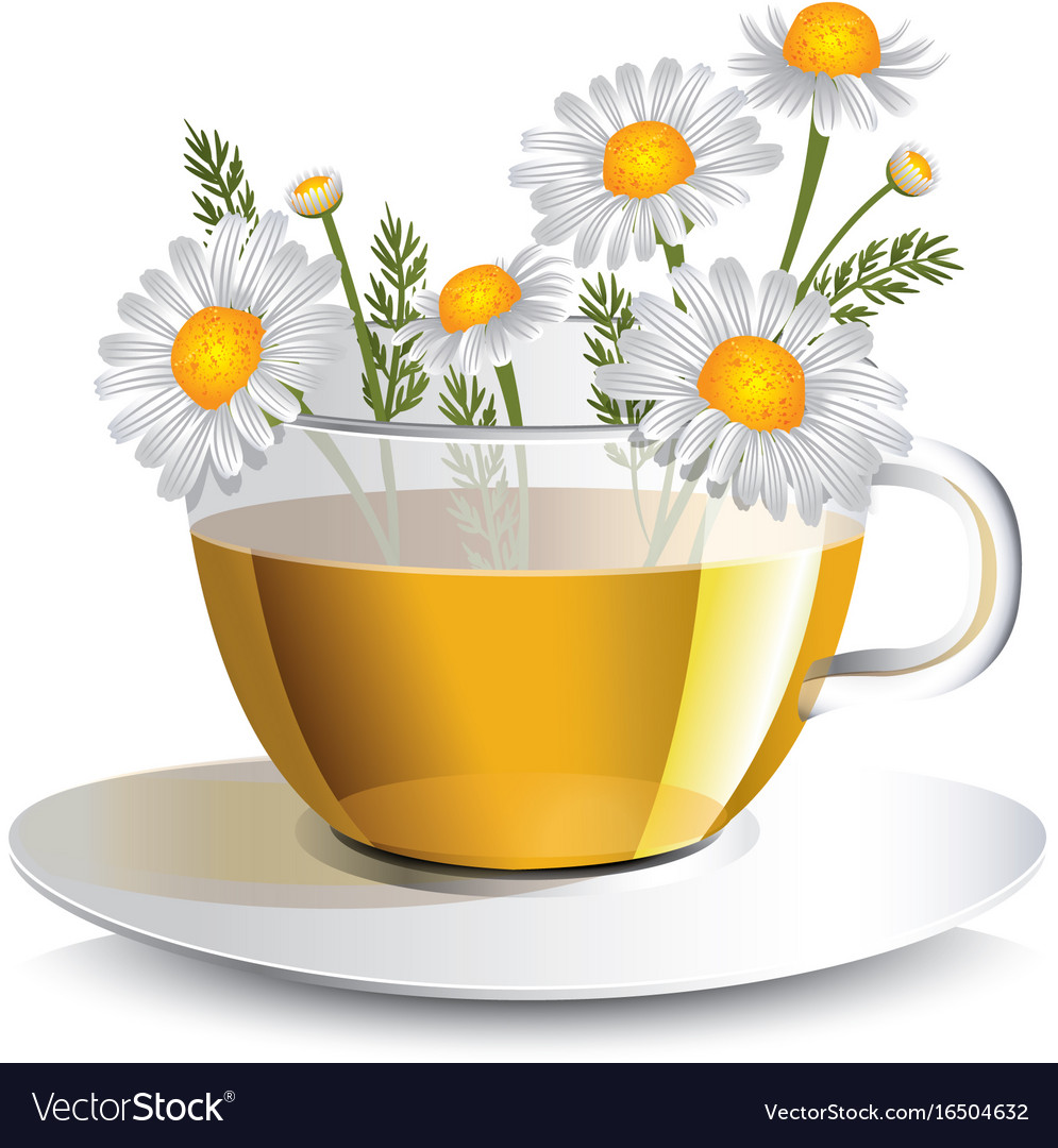 Chamomile Herbal Tea In A Transparent Cup Vector Image