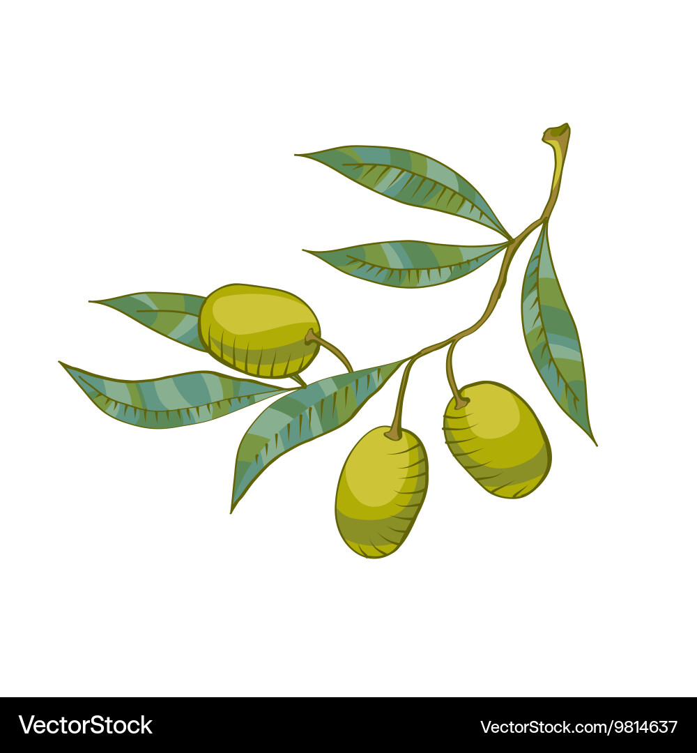 Olive branch Royalty Free Vector Image - VectorStock