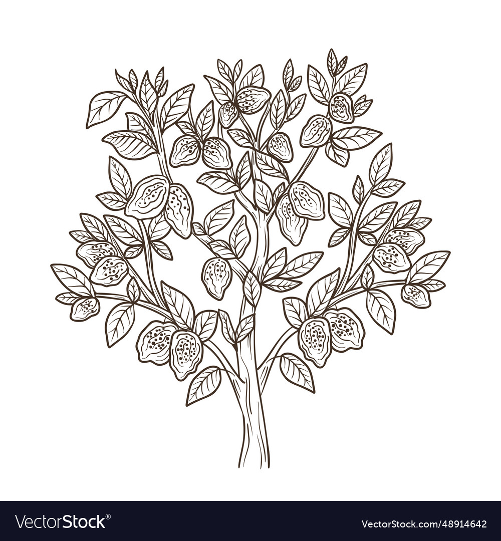 Cocoa tree beans and branches leaves hand drawn