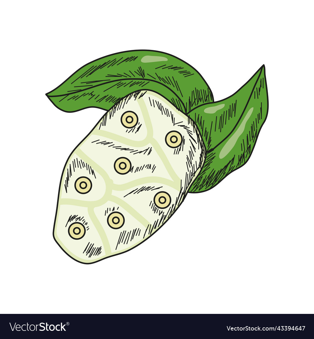 Noni superfood icon