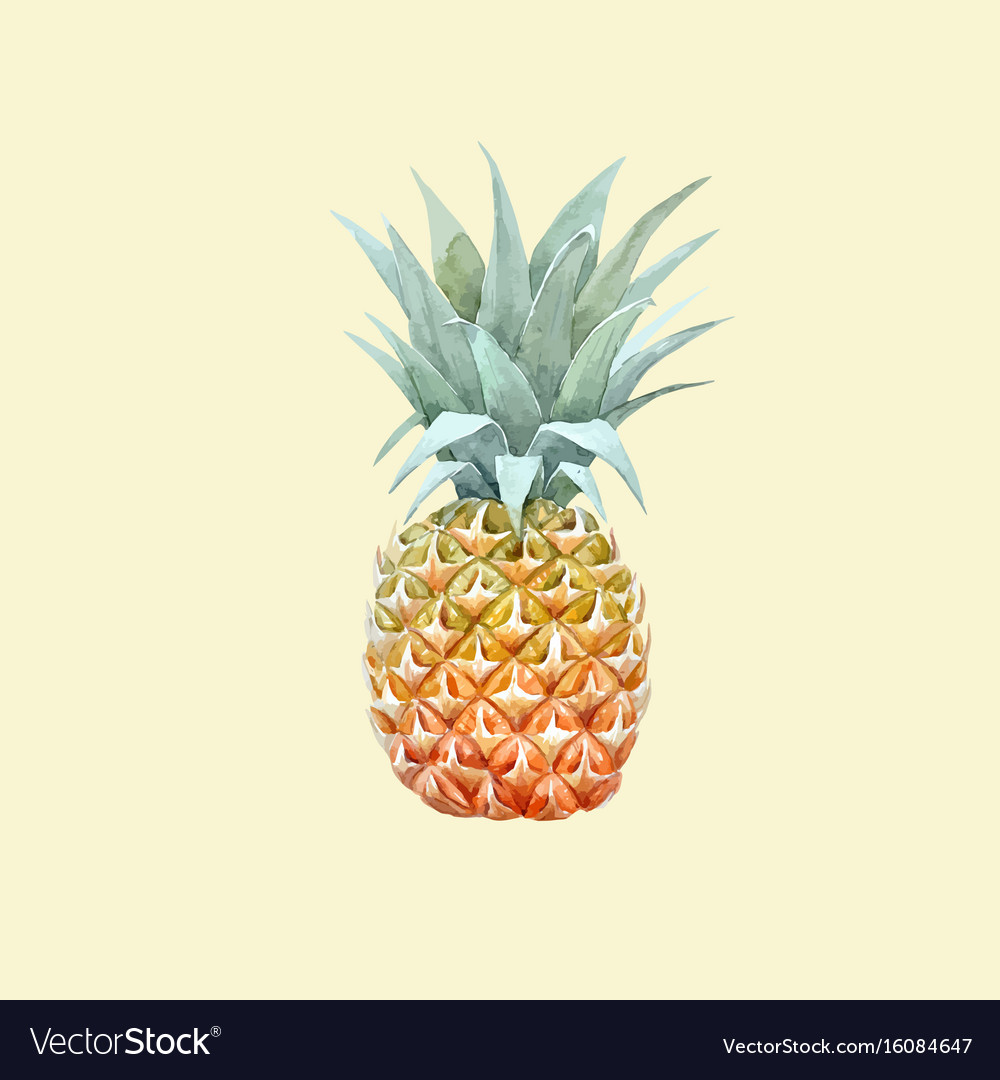 Download Watercolor pineapple fruit Royalty Free Vector Image