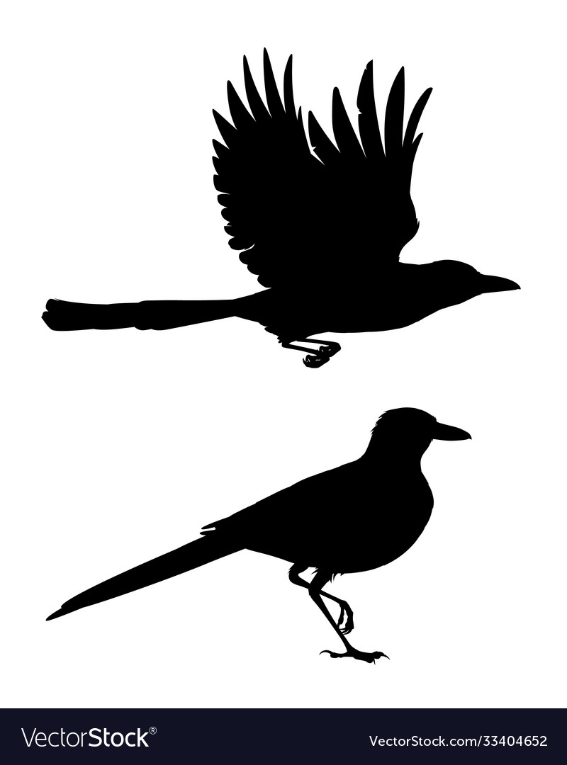 Realistic magpie flying and sitting monochrome vector image Realistic magpie flying and sitting monochrome