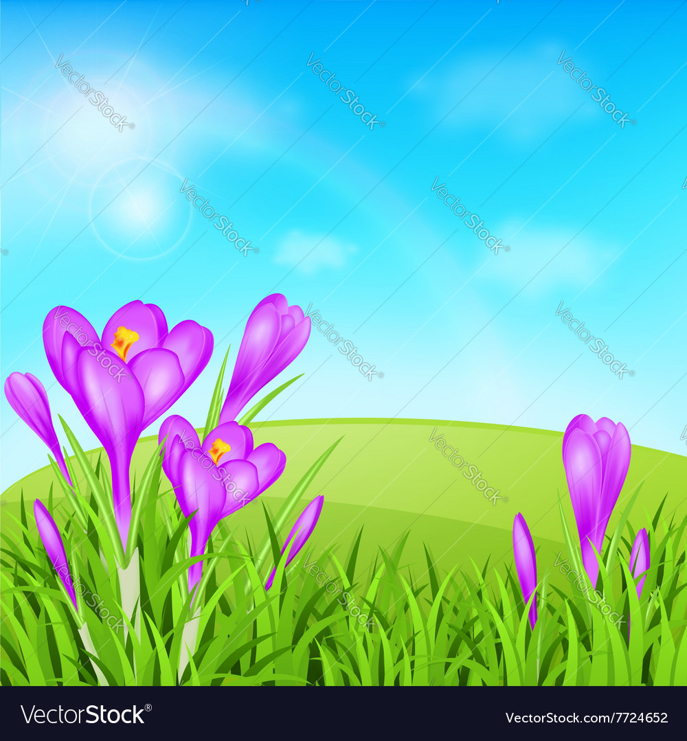 Violet crocuses and green grass