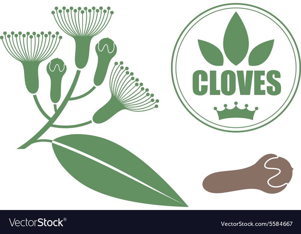Cloves Royalty Free Vector Image VectorStock