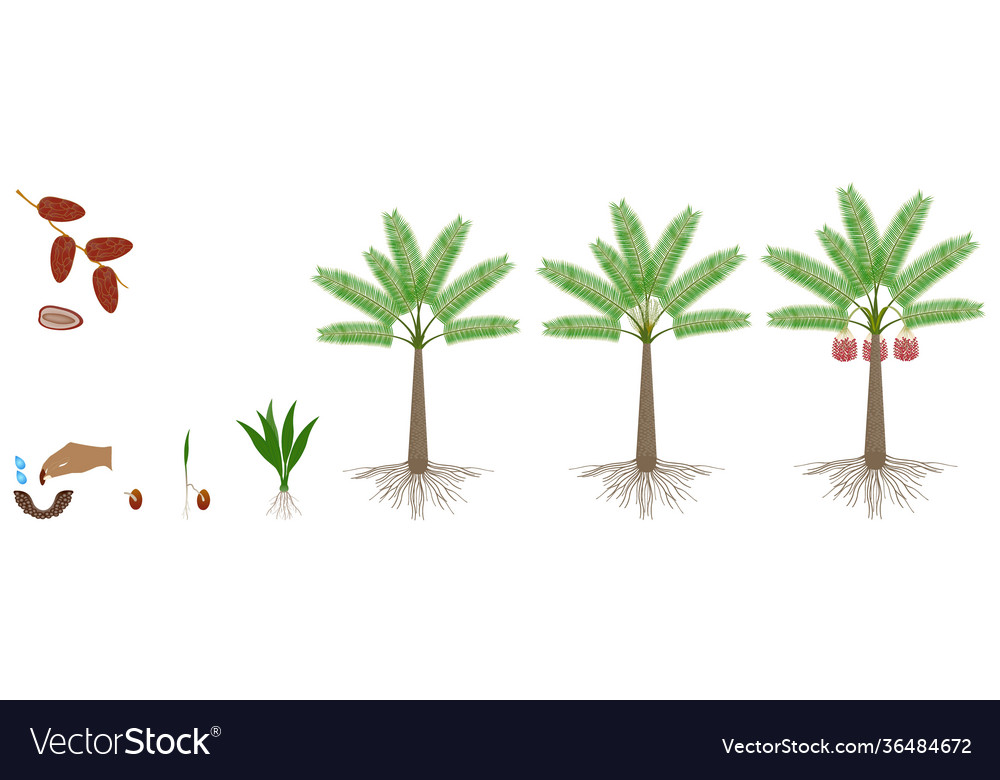 cycle-growth-date-palm-tree-royalty-free-vector-image