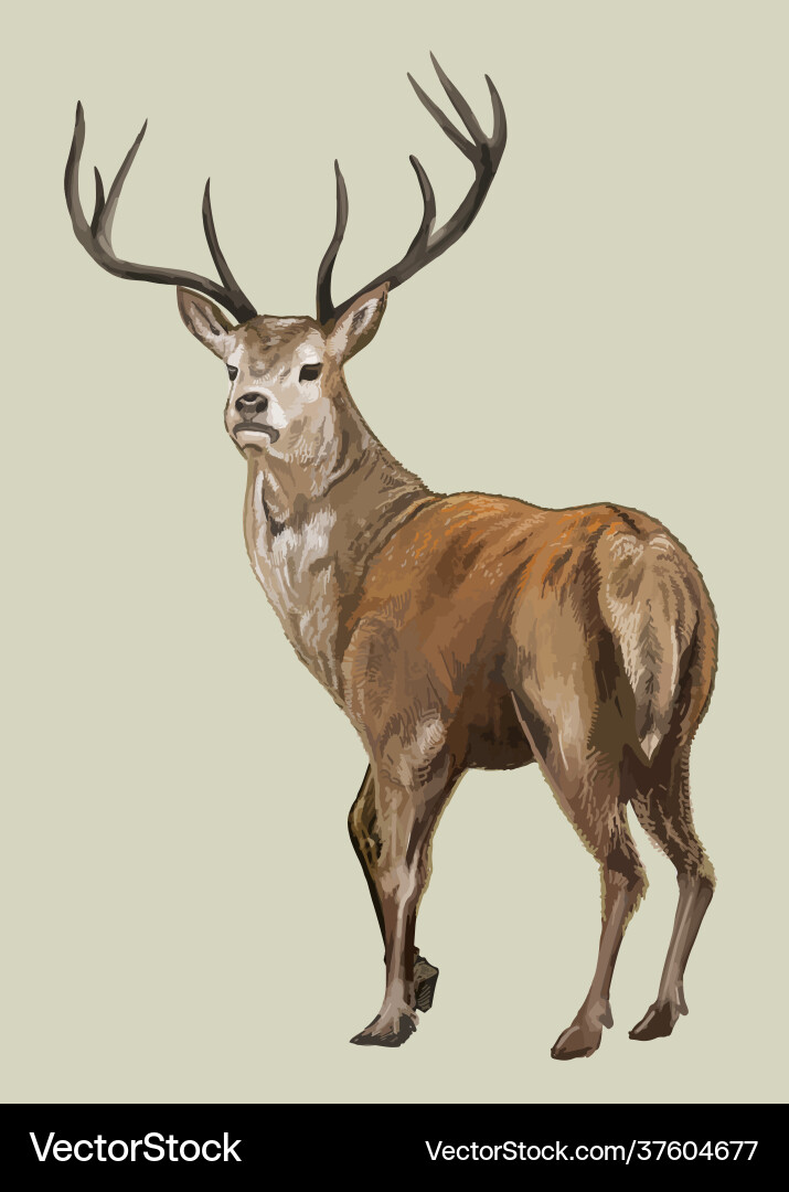 Hand drawn deer Royalty Free Vector Image - VectorStock