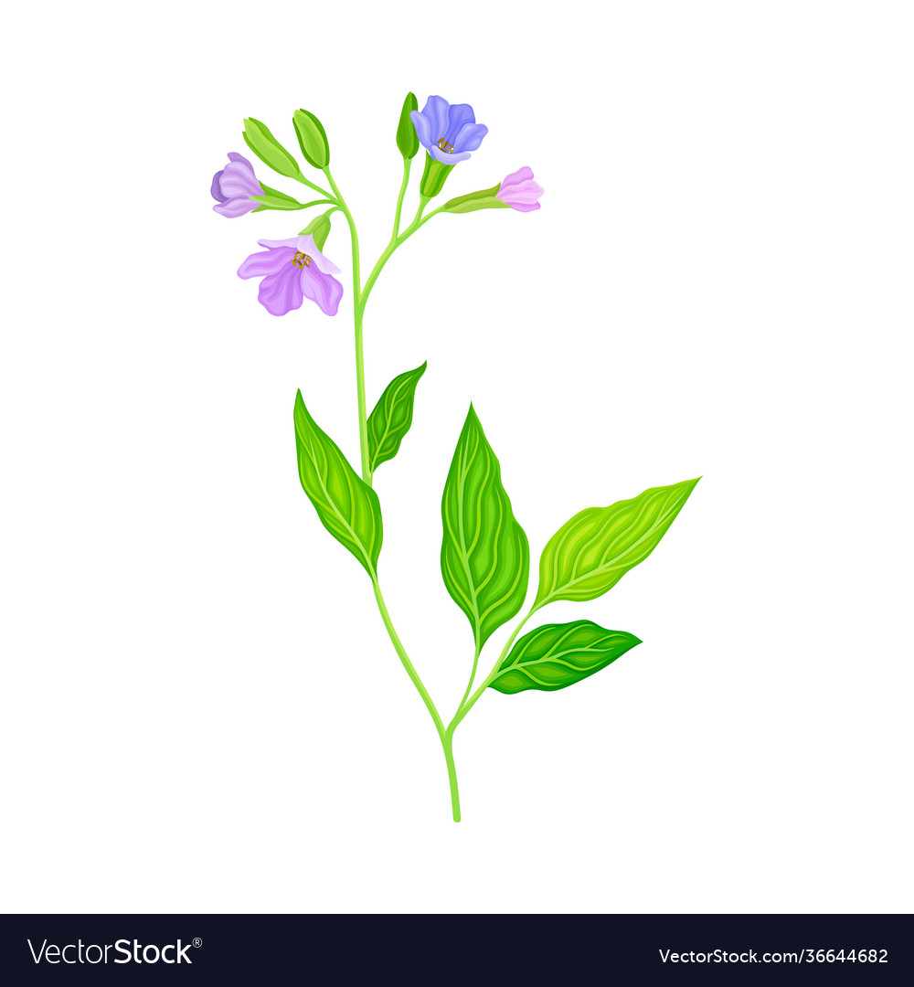 Violette Lungenwürze oder Lungenblüten