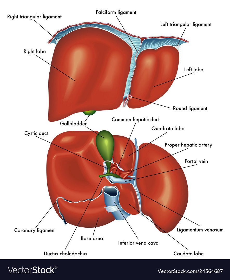Anatomy Of The Liver Royalty Free Vector Image Free Nude Porn Photos