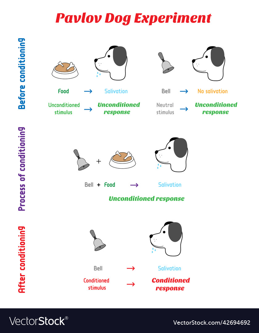 Mechanics of the pavlovs dog experiment