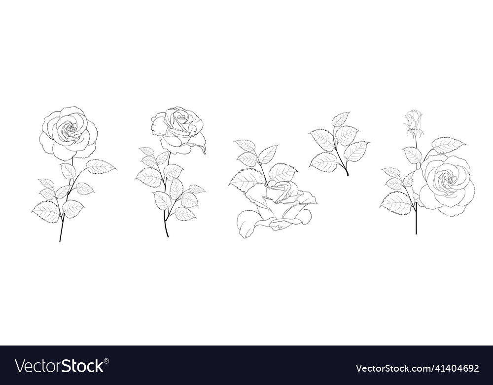 Set Of Different Roses On White Background Vector Image