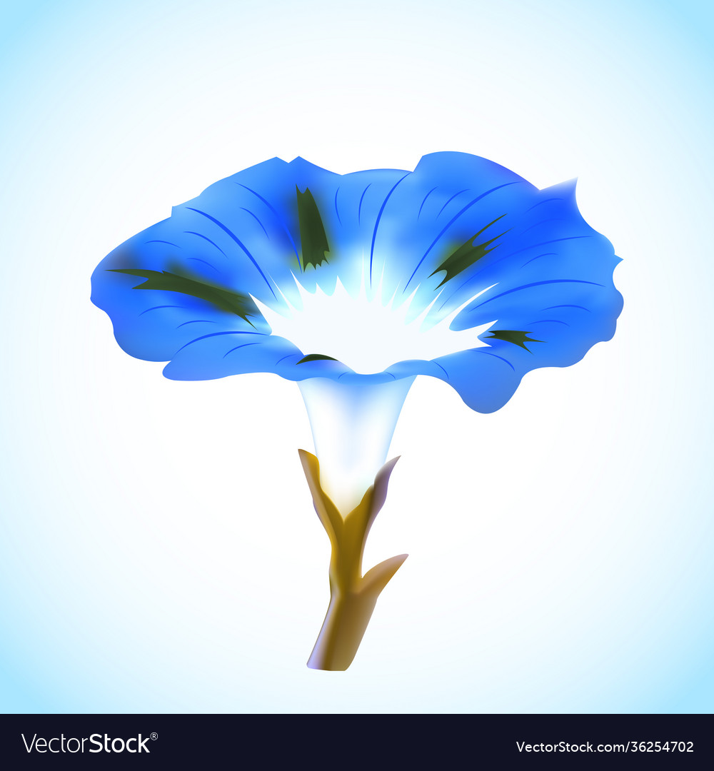 Blue petunia flower isolated on white-blue