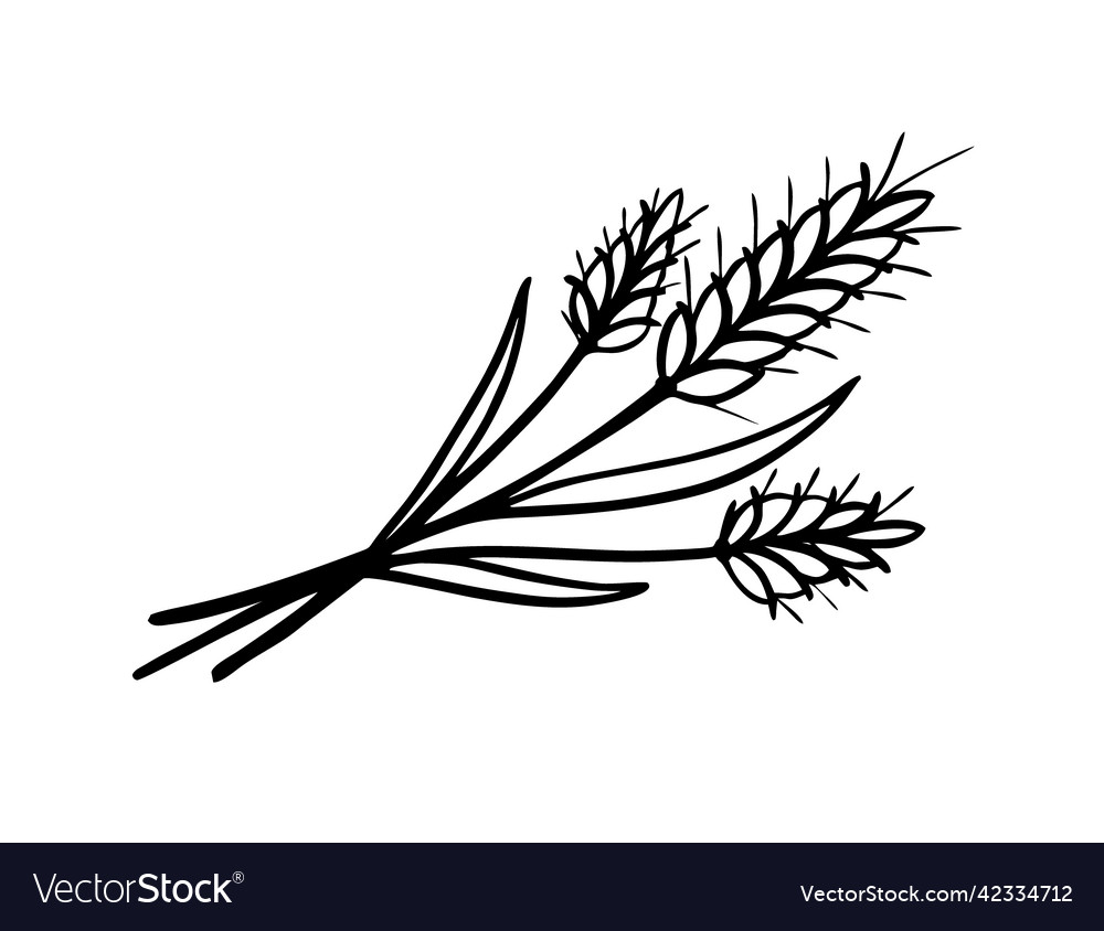 Wheat spikelets are a hand-drawn sketch