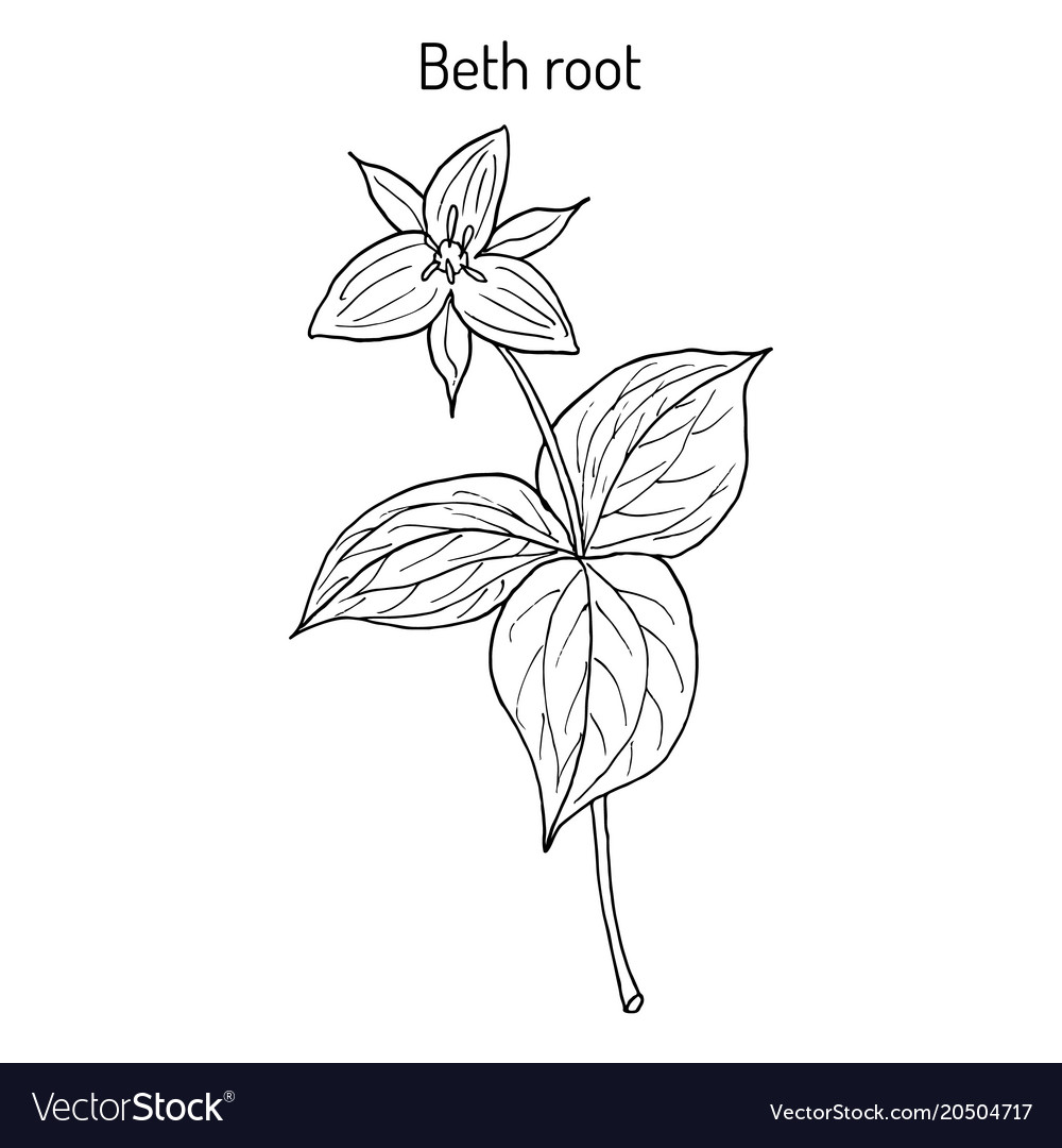 Beth root trillium erectum or wake-robin