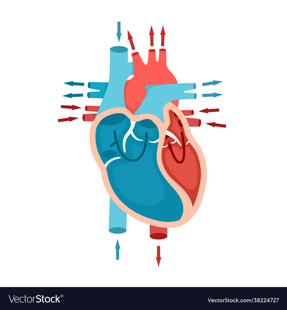 Human heart anatomy with blood flow circulation Vector Image