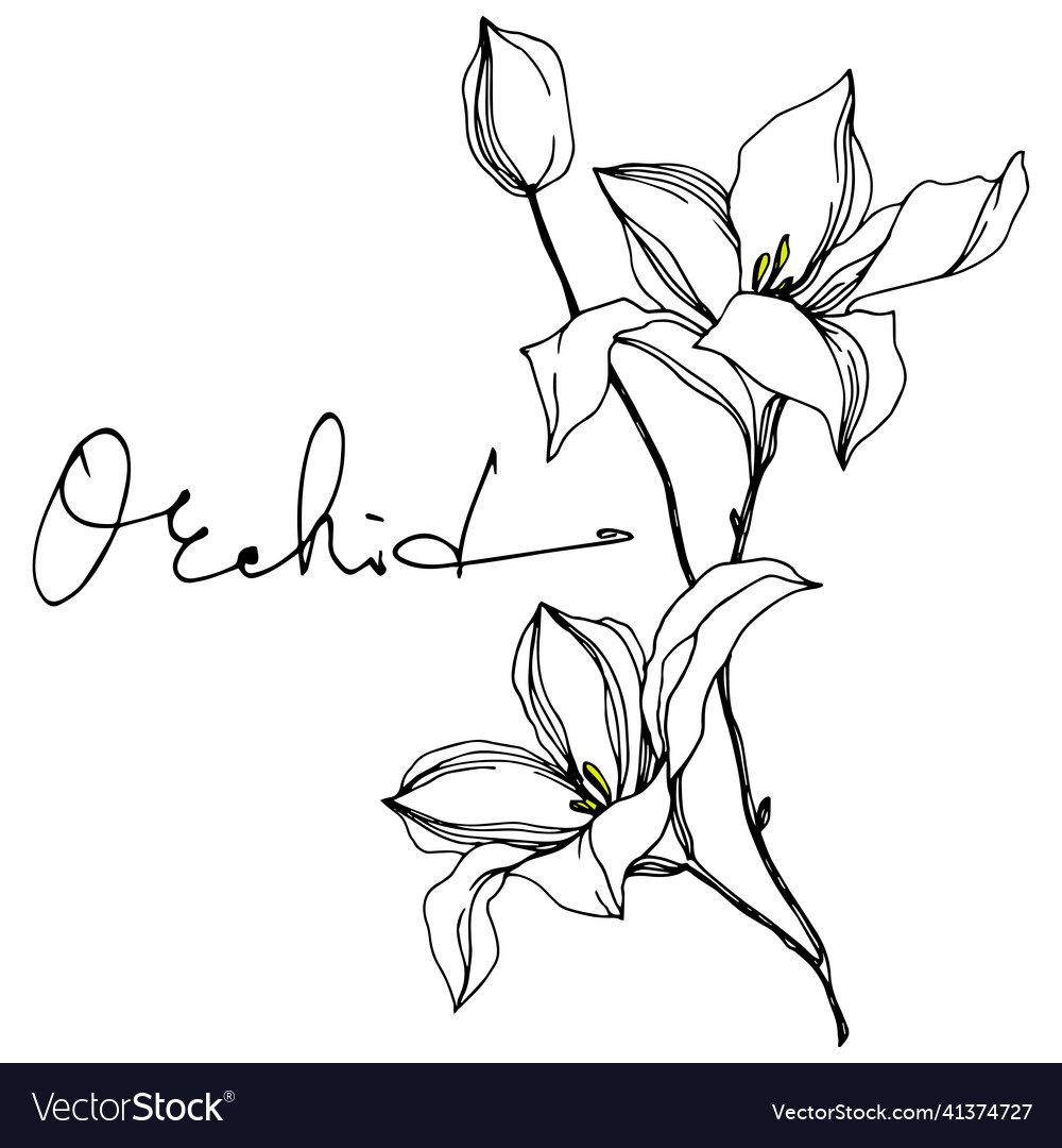 Orchid floral botanical flowers black and white Vector Image