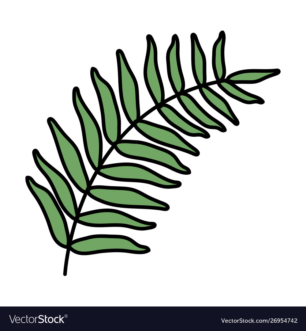 Exotic and tropical leaf plant Royalty Free Vector Image