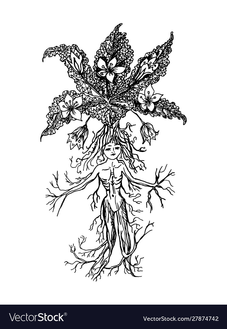 Vetor de Hand drawing mandrake. Black outline. Magic plant. Coloring page.  do Stock