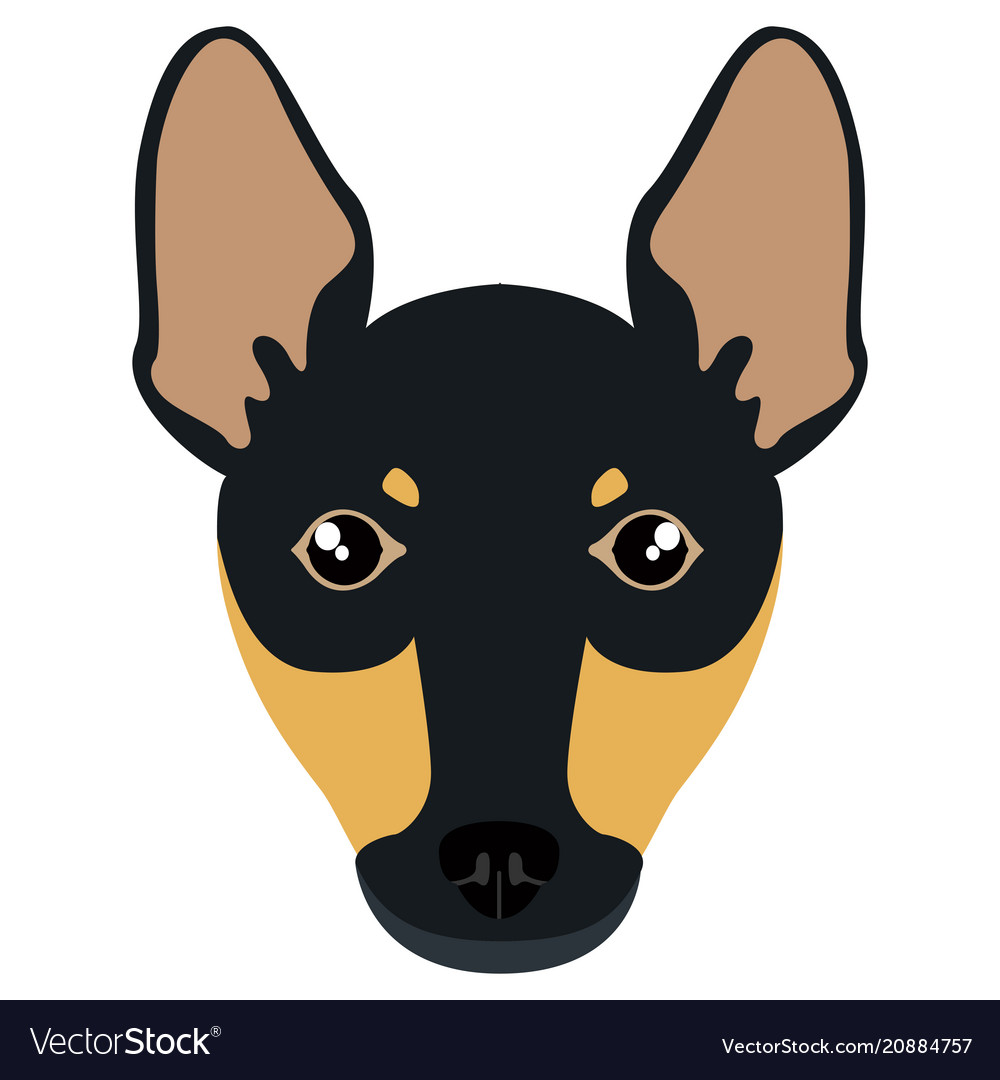 Miniature pinscher avatar