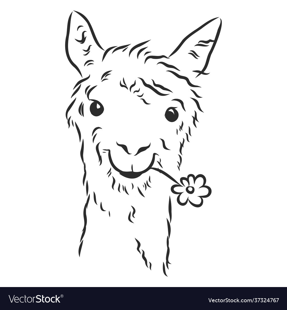 Alpaca llama portrait hand-drawn sketchy graphic