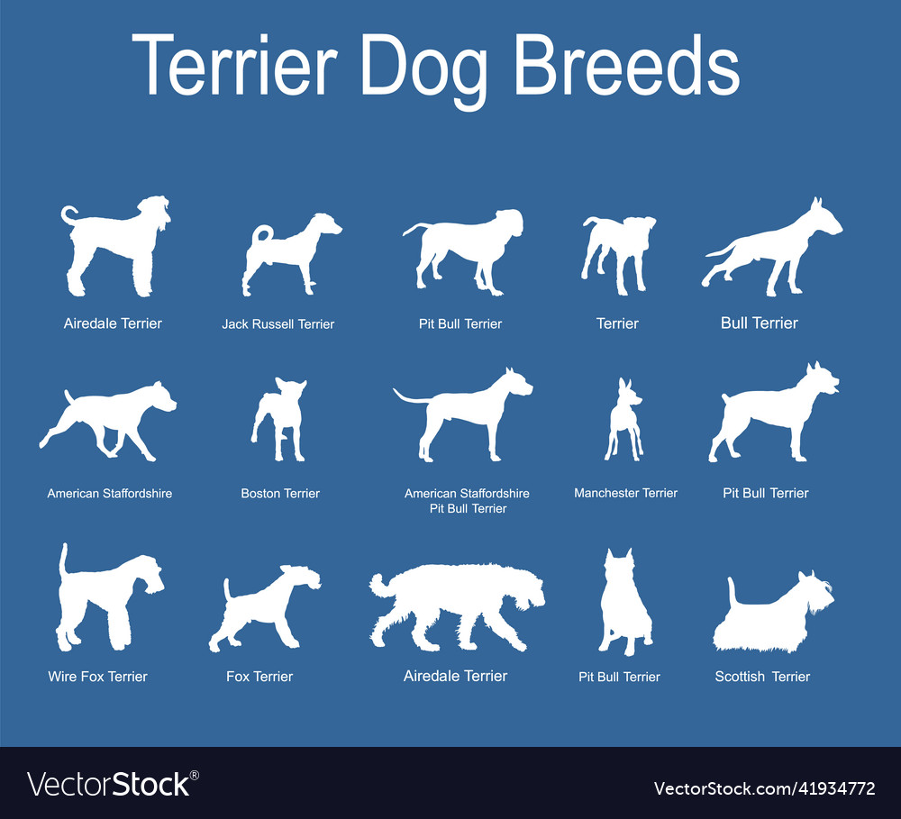 Terrier dog breeds collection silhouette Vector Image