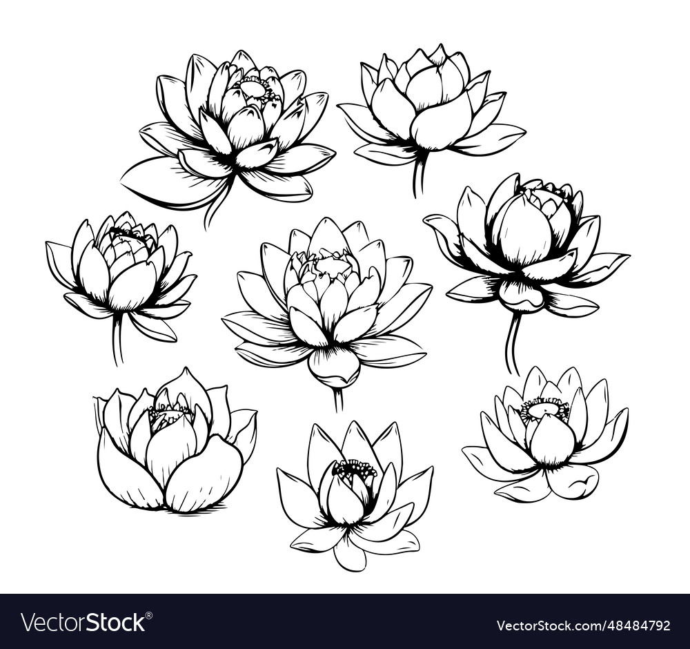 Lotus Sammlung Skizze Hand in Comic-Stil gezeichnet vector image Lotus Sammlung Skizze Hand in Comic-Stil gezeichnet