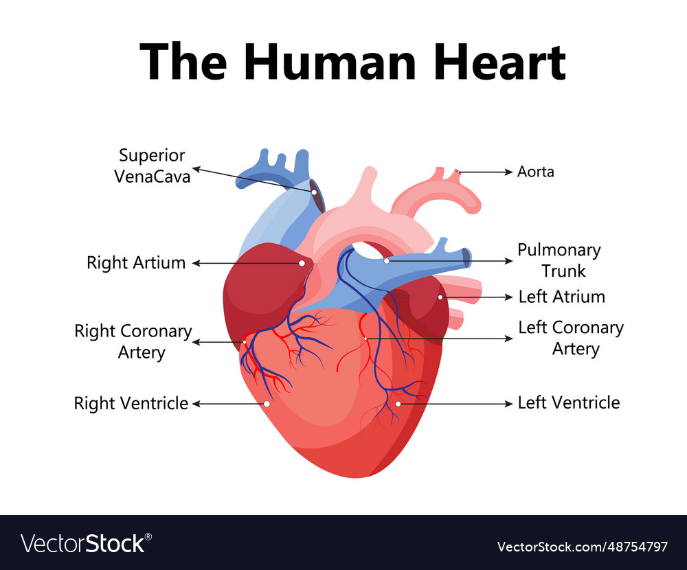 Heart with mitral regurgitation diagram Royalty Free Vector