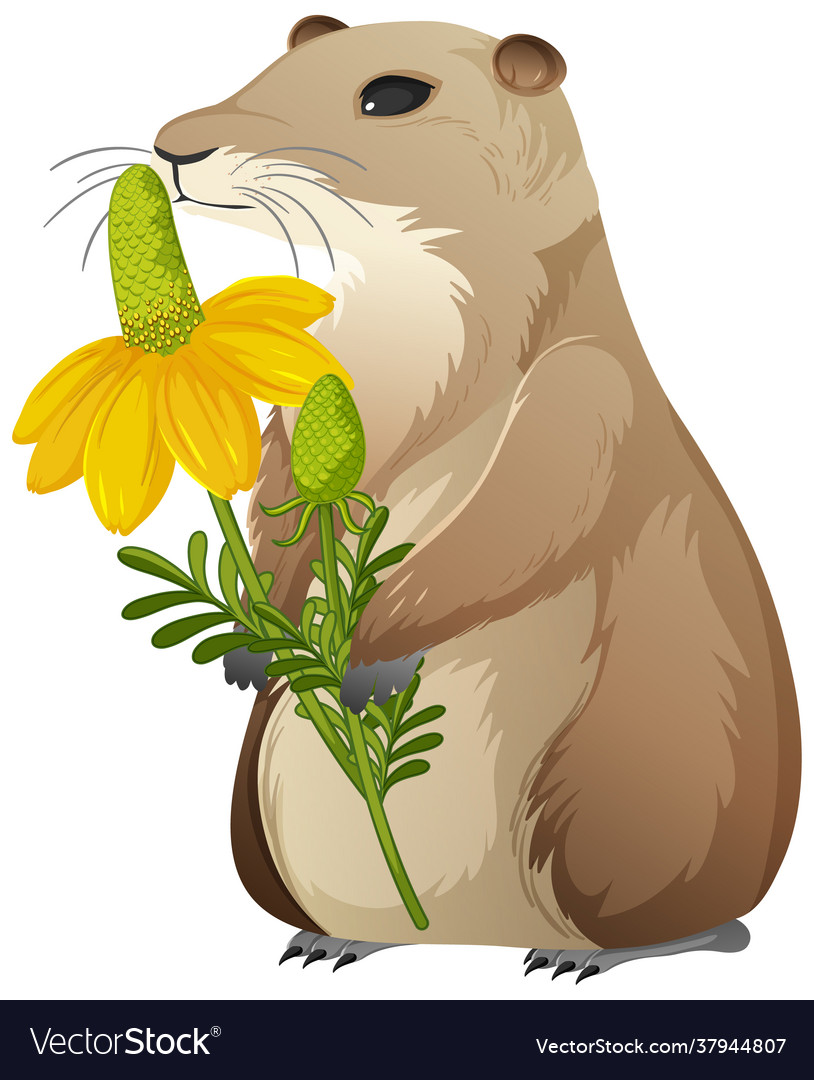 Tier Cartoon Charakter Prärie Hund auf weiß vector image Tier Cartoon Charakter Prärie Hund auf weiß