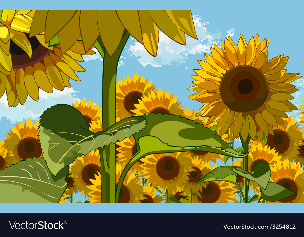 Field of flowers of sunflowers Royalty Free Vector Image