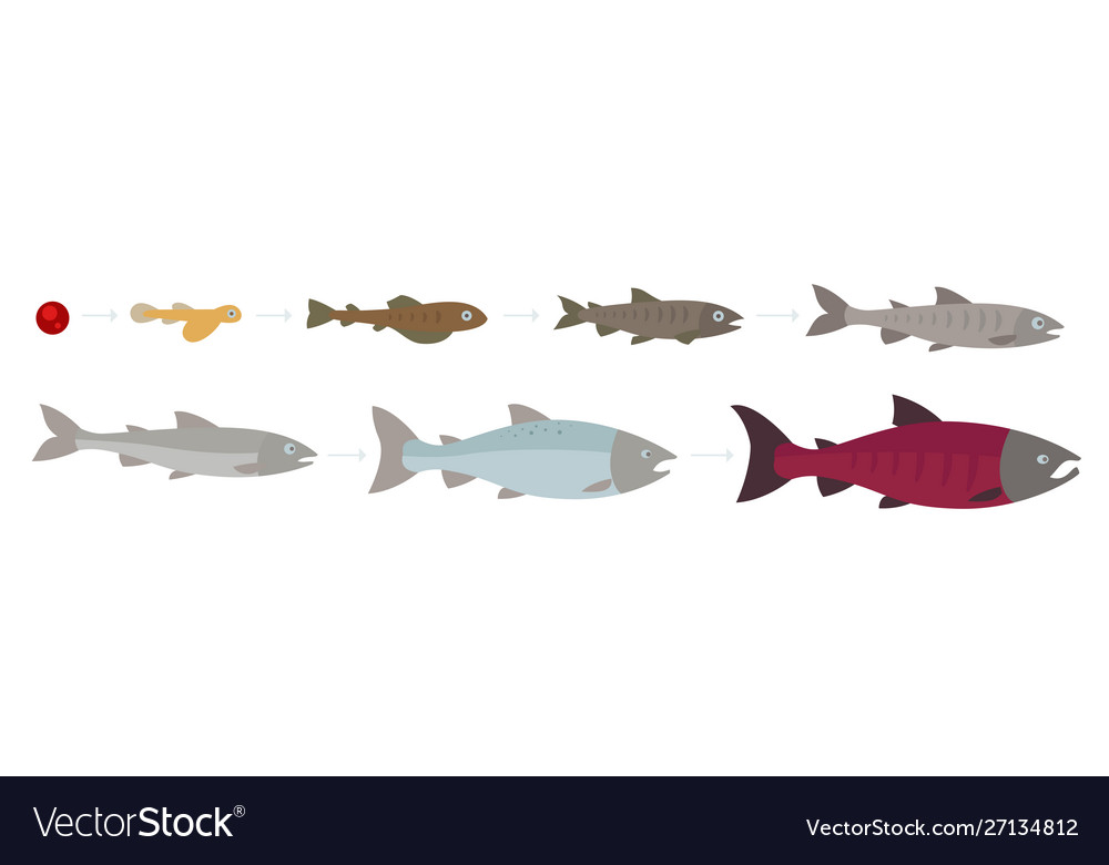 Life cycle atlantic salmon stages of Royalty Free Vector