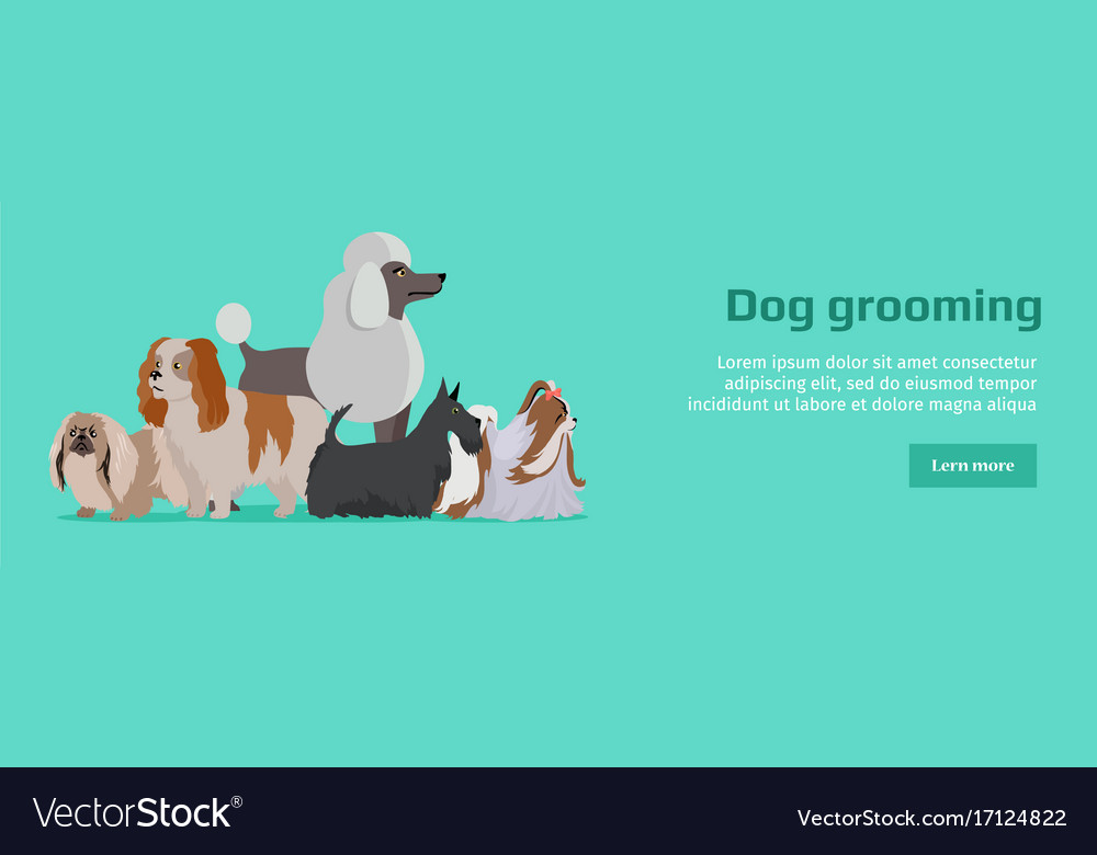 Dog Grooming Banner Long Haired Dog Breeds Vector Image