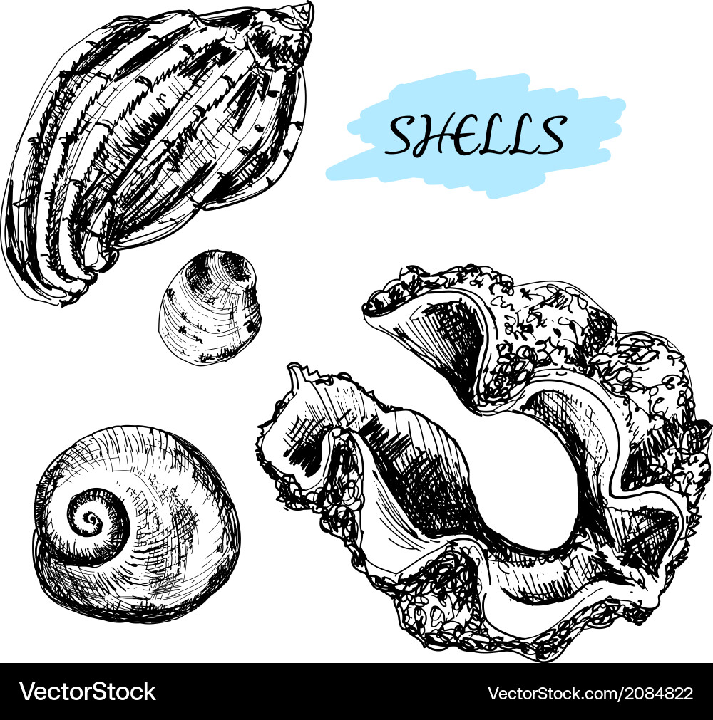 Seashells Royalty Free Vector Image - VectorStock