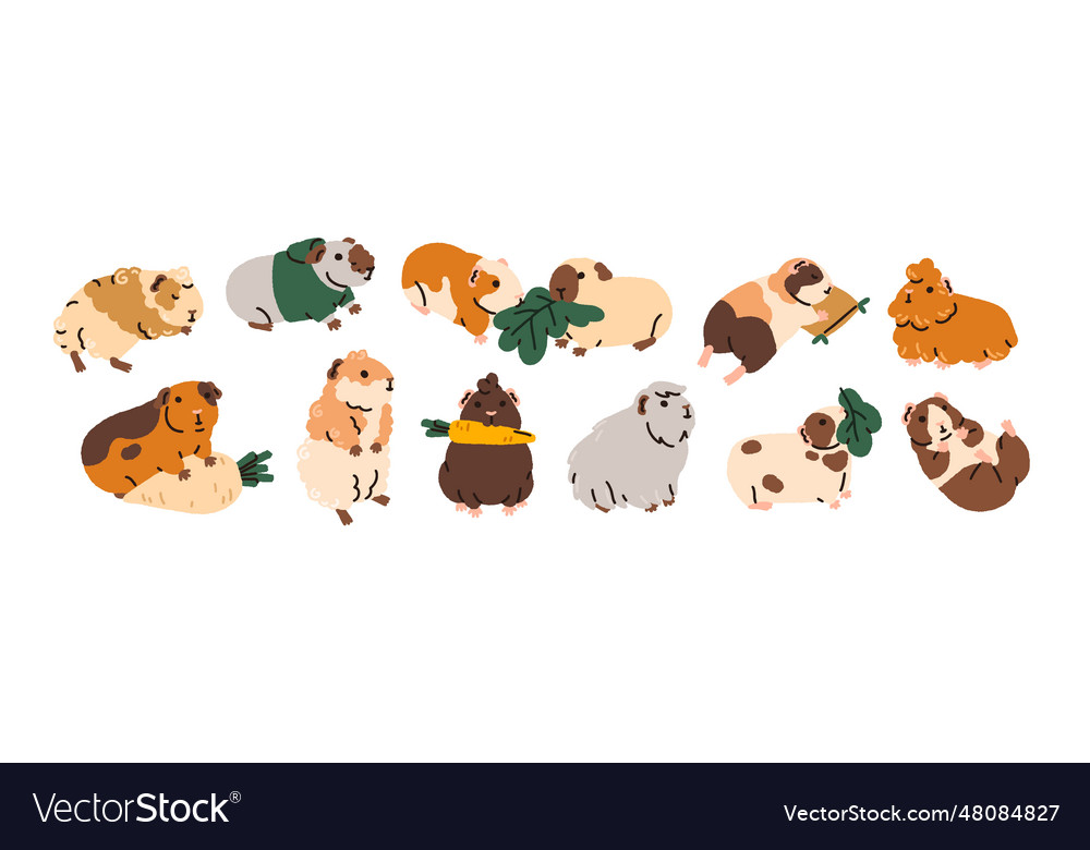 Cute funny guinea pigs set adorable baby animals Vector Image