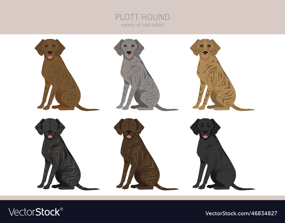 Plott hound clipart different poses coat colors Vector Image