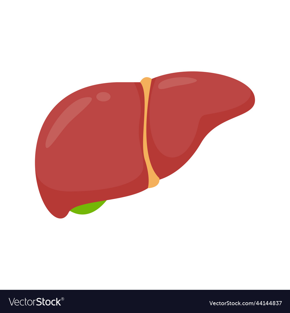 Liver icon the is human internal organ Royalty Free Vector