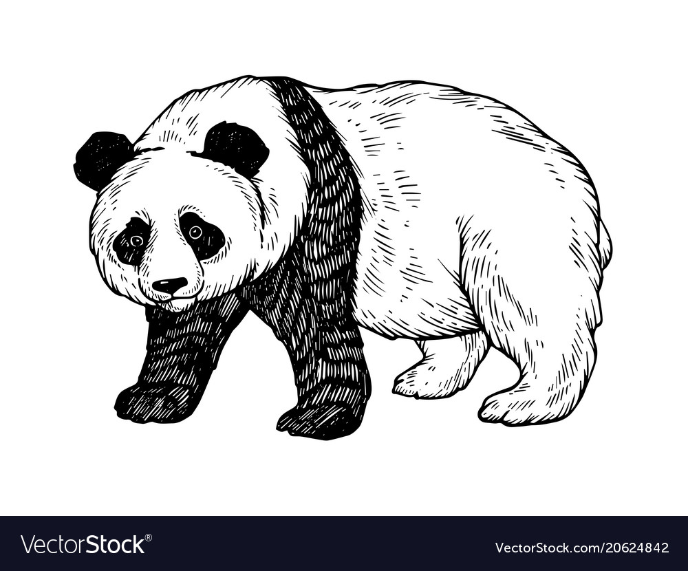 engrave isolated panda bear illustration sketch. linear art Imagens -  46498401