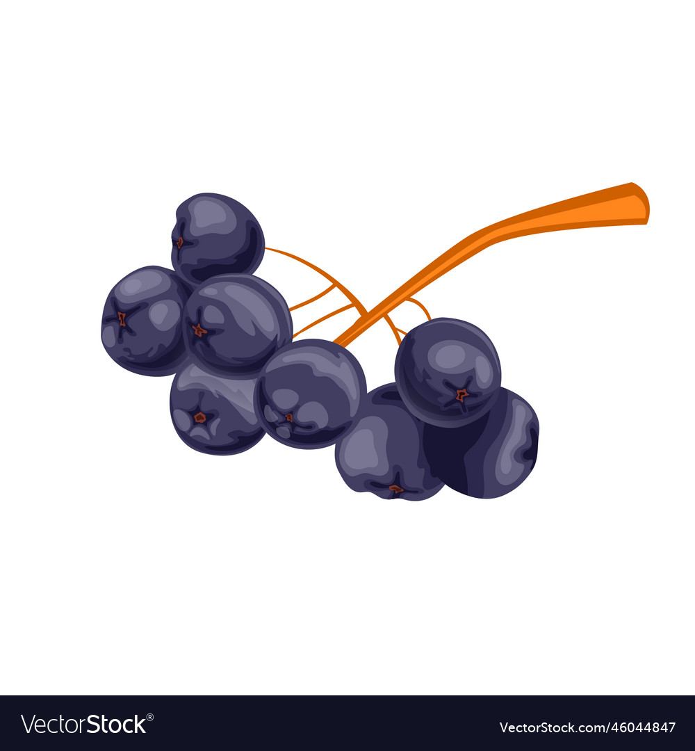 Chokeberry Essen Beeren Cartoon