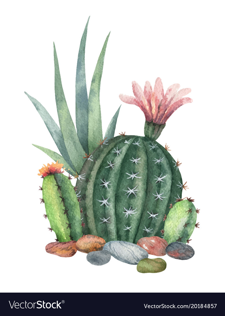 Watercolor collection cacti and Royalty Free Vector Image