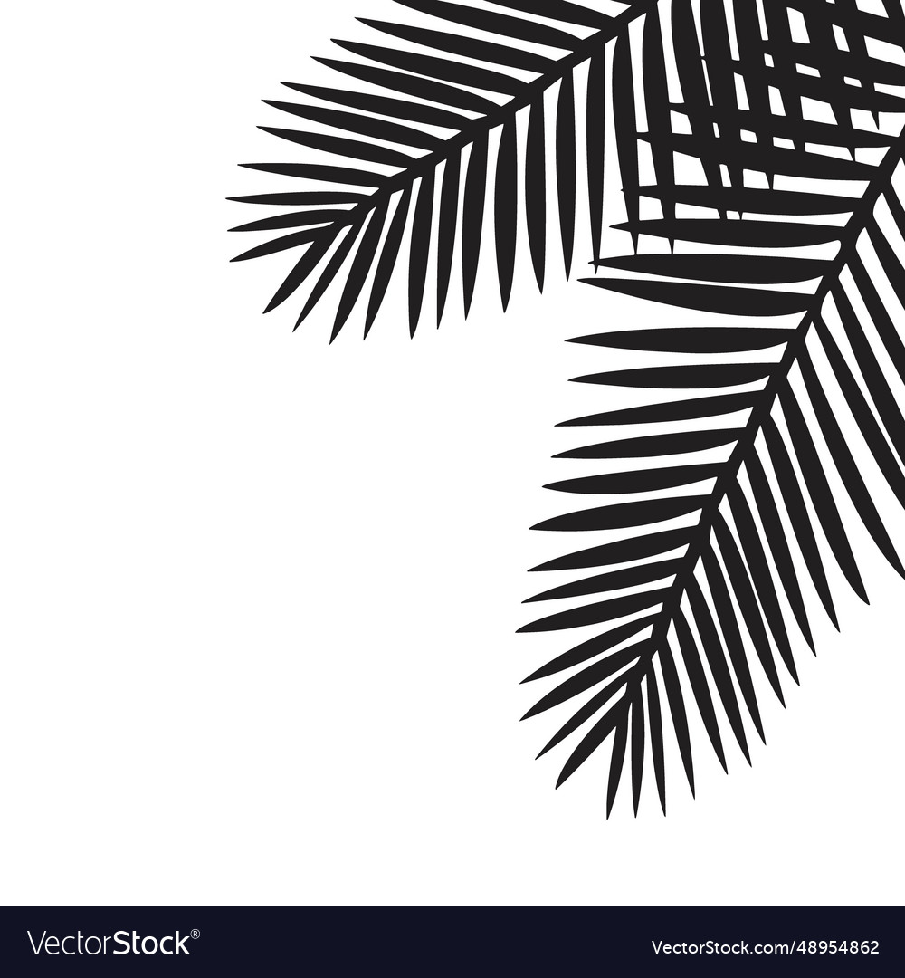 Black leaves of palm tree Royalty Free Vector Image