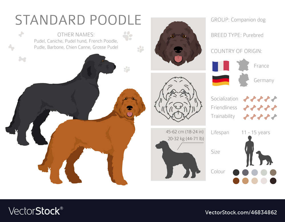 Standard poodle clipart different poses coat Vector Image